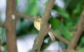 Yellow-olive Flycatcher, Anavilhanas, Amazonas, Brazil, July 2001 - click for larger image