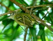 Yellow-olive Flycatcher, Pirapora, Minas Gerais, Brazil, February 2002 - click for larger image