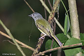 Yellow-olive Flycatcher, Rio Santiago, Honduras, March 2015 - click for larger image