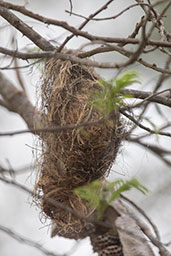 Yellow-olive Flycatcher nest, Quebrada Upaquihua, San Martin, Peru, October 2018 - click for larger image