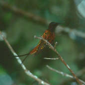 Male Crimson Topaz, Presidente Figueiredo, Amazonas, Brazil, July 2001 - click for larger image