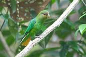 Male Golden-tailed Parrotlet, Jaqueira, Pernambuco, Brazil, March 2004 - click for larger image