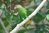 Male Golden-tailed Parrotlet, Jaqueira, Pernambuco, Brazil, March 2004 - click for larger image