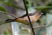 Female  Black-goggled Tanager, Parque do Zizo, São Paulo, Brazil, November 2006 - click for larger image