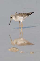 Greater Yellowlegs, Cayo Coco, Cuba, February 2005 - click on image for a larger view