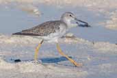 Greater Yellowlegs, Cayo Coco, Cuba, February 2005 - click on image for a larger view