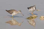 Greater Yellowlegs, Cayo Coco, Cuba, February 2005 - click on image for a larger view