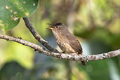 House Wren, Abra Patricia, Amazonas, Peru, October 2018 - click for larger image