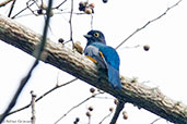 Male Gartered Trogon, Minca, Magdalena, Colombia, April 2012 - click for larger image