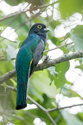 Male Gartered Trogon, Minca, Magdalena, Colombia, April 2012 - click for larger image