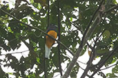 White-tailed Trogon, Amagusa Reserve, Ecuador, November 2019 - click for larger image