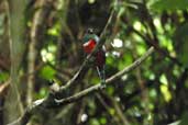 Male Collared Trogon, Guajará-Mirim, Rondônia, Brazil, March 2003 - click for larger image