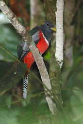 Male Collared Trogon, Guajará-Mirim, Rondônia, Brazil, March 2003 - click for larger image