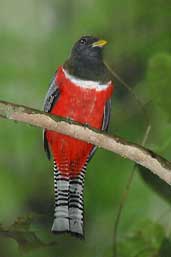 Male Collared Trogon, Guajará-Mirim, Rondônia, Brazil, March 2003 - click for larger image