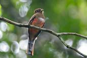 Female Collared Trogon, Palmarí, near Tabatinga, Amazonas, Brazil, September 2003 - click for larger image