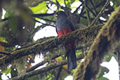 Choco Trogon, Amagusa Reserve, Ecuador, November 2019 - click for larger image