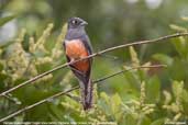 Female Blue-crowned Trogon, Pantanal, Mato Grosso, Brazil, December 2006 - click for larger image