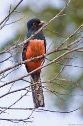 Male Blue-crowned Trogon, Sauípe, Bahia, Brazil, October 2008 - click for larger image