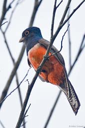 Female Blue-crowned Trogon, Pantanal, Mato Grosso, Brazil, December 2006 - click for larger image