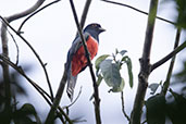 Blue-crowned Trogon, Quebrada Upaquihua, San Martin, Peru, October 2018 - click for larger image