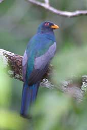 Male Black-tailed Trogon, Cristalino Lodge, Mato Grosso, Brazil, April 2003 - click for larger image