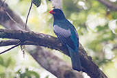 Male Slaty-tailed Trogon, Tikal, Guatemala, March 2015 - click for larger image