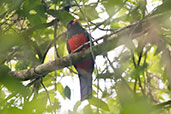 Male Slaty-tailed Trogon, Tikal, Guatemala, March 2015 - click for larger image