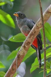 Female Black-tailed Trogon, Caxiuanã, Pará, Brazil, November 2005 - click for larger image