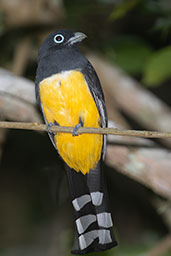 Female Black-headed Trogon, Tikal, Guatemala, March 2015 - click for larger image