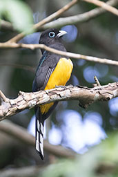 Male Black-headed Trogon, Tikal, Guatemala, March 2015 - click for larger image