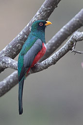 Ecuadorian Trogon, Casupe, Lambayeque, Peru, October 2018 - click for larger image