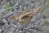 House Wren, Torres del Paine, Chile, December 2005 - click for larger image