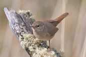 House Wren, Torres del Paine, Chile, December 2005 - click for larger image