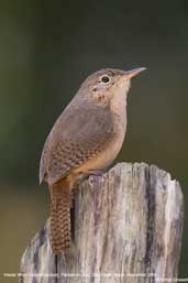 House Wren, Parque do Zizo, São Paulo, Brazil, November 2006 - click for larger image