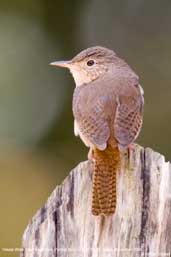 House Wren, Parque do Zizo, São Paulo, Brazil, November 2006 - click for larger image