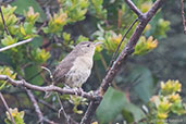 House Wren, Montana del Oso, Cundinamarca, Colombia, April 2012 - click for larger image