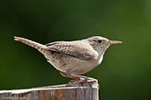 House Wren, Los Cerritos, Risaralda, Colombia, April 2012 - click for larger image