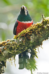 Male Masked Trogon, Rio Blanco, Caldas, Colombia, April 2012 - click for larger image