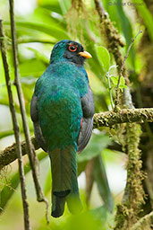 Male Masked Trogon, Montezuma, Tatama, Risaralda, Colombia, April 2012 - click for larger image