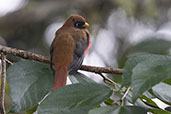 Female Masked Trogon, Bellavista Cloud Forest Reserve, Ecuador, November 2019 - click for larger image