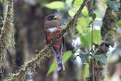 Female Masked Trogon, Cabanas San Isidro, Ecuador, November 2019 - click for larger image