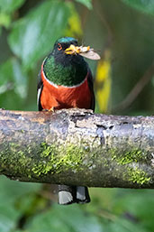 Male Masked Trogon, Cabanas San Isidro, Ecuador, November 2019 - click for larger image