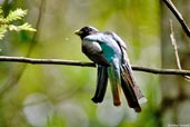 Male Black-throated Trogon, Boa Nova, Bahia, Brazil, October 2008 - click for larger image