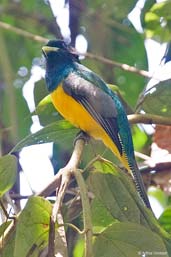 Male Black-throated Trogon, Boa Nova, Bahia, Brazil, October 2008 - click for larger image