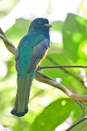 Male Black-throated Trogon, Boa Nova, Bahia, Brazil, October 2008 - click for larger image