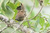 Mountain Wren, Rio Blanco, Caldas, Colombia, April 2012 - click for larger image