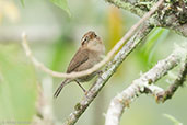 Mountain Wren, Rio Blanco, Caldas, Colombia, April 2012 - click for larger image