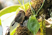 Mountain Wren, Cabanas San Isidro, Ecuador, November 2019 - click for larger image