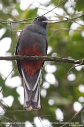 Female Surucua Trogon, Parque do Zizo, São Paulo, Brazil, November 2006 - click for larger image