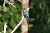 Male Violaceous Trogon, Caxiuanã, Pará, Brazil, November 2005 - click for larger image